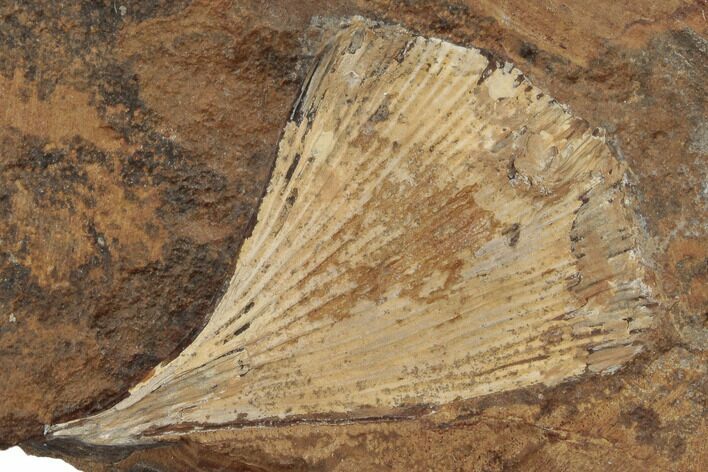 Fossil Ginkgo Leaf From North Dakota - Paleocene #188767